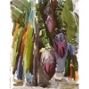 Banana Flowers by Polina Levin