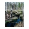 FOREST STREAM by Edita Ter-Balyan