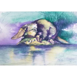 Resting Platupus by ALIX O'NEIL
