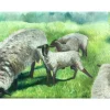THE SHEEP FIELD by Onute Juskiene